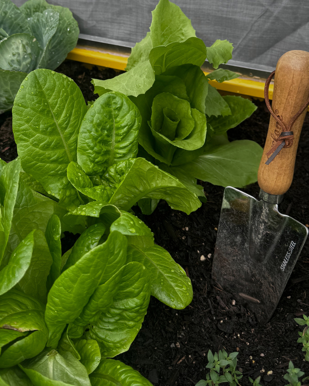 Part 5: Small Space Seedling Series