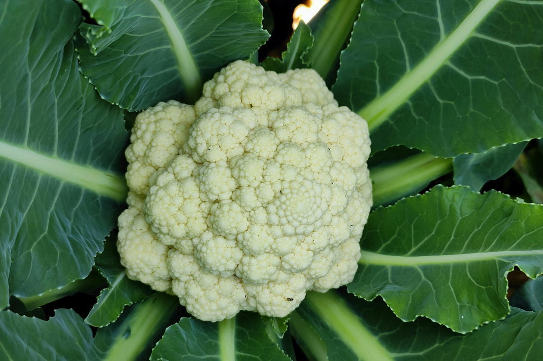 Part 1: Small Space Seedling Series