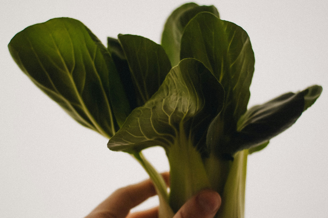 Part 3: Small Space Seedling Series