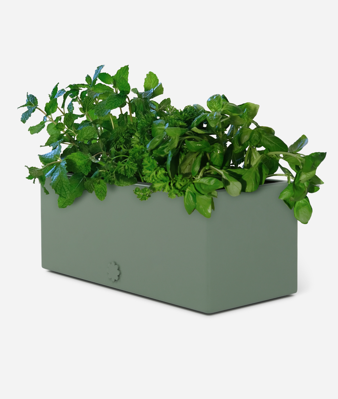 bench top baby | leafy green