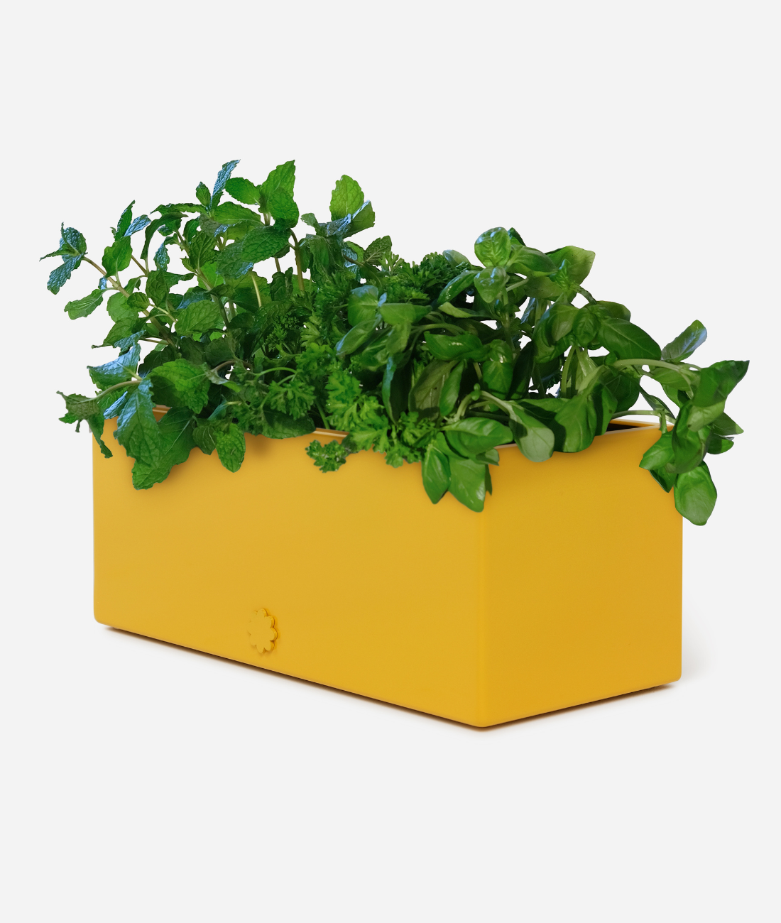 bench top baby | sunshine